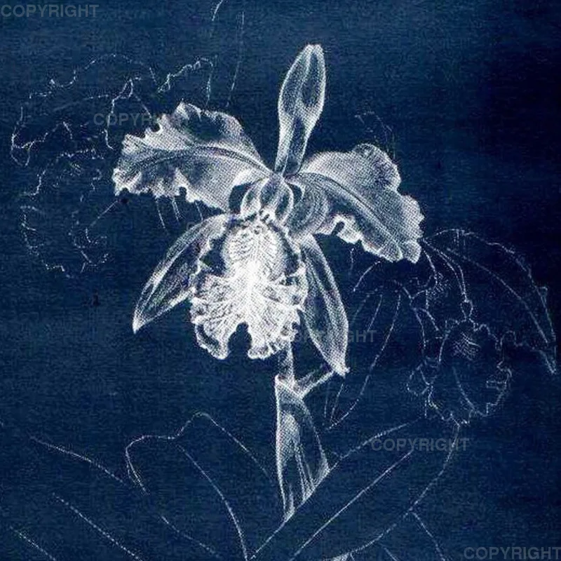 Cattleya