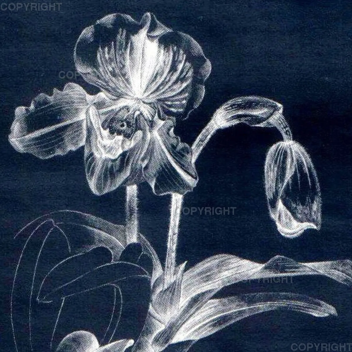 Paphiopedilum