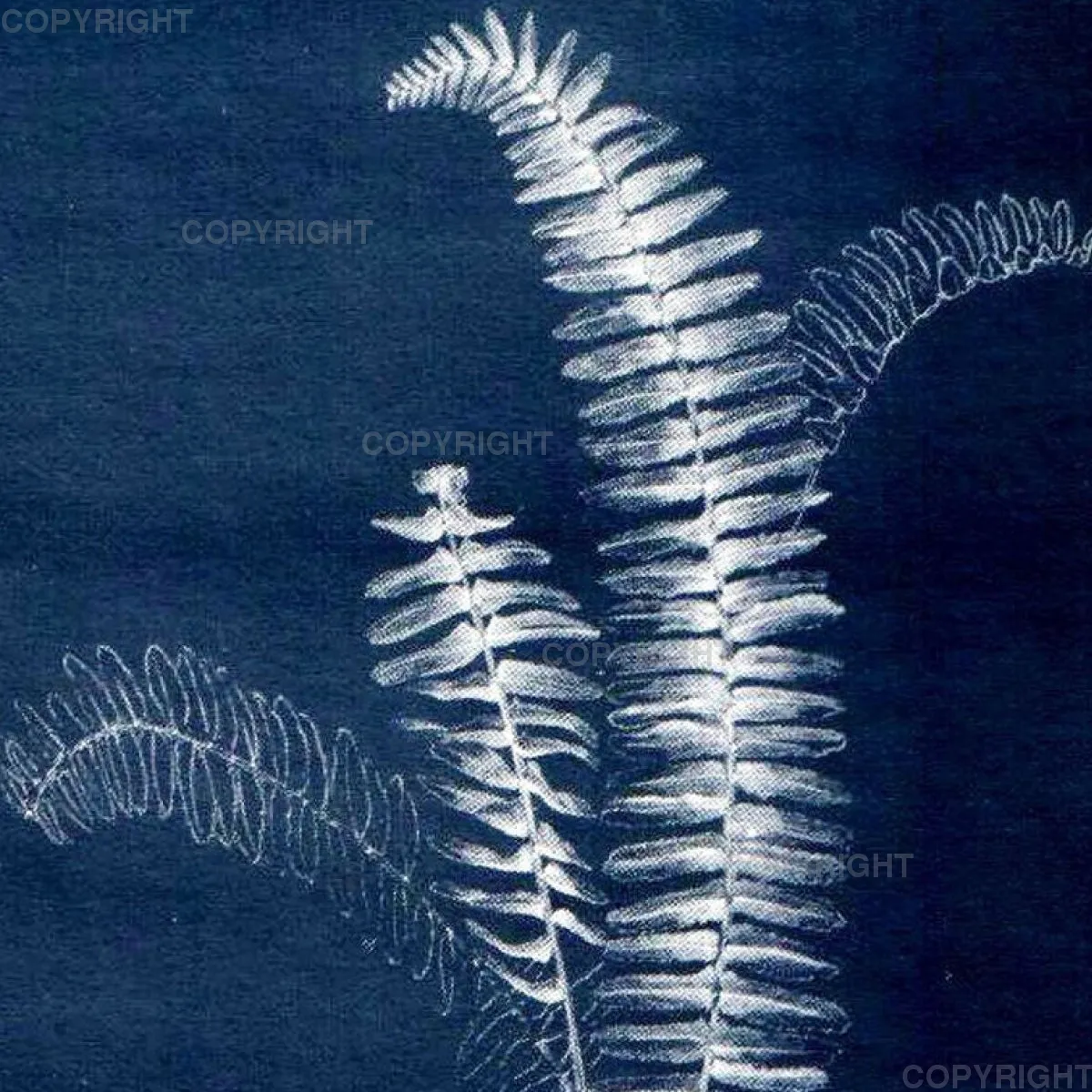 Nephrolepis