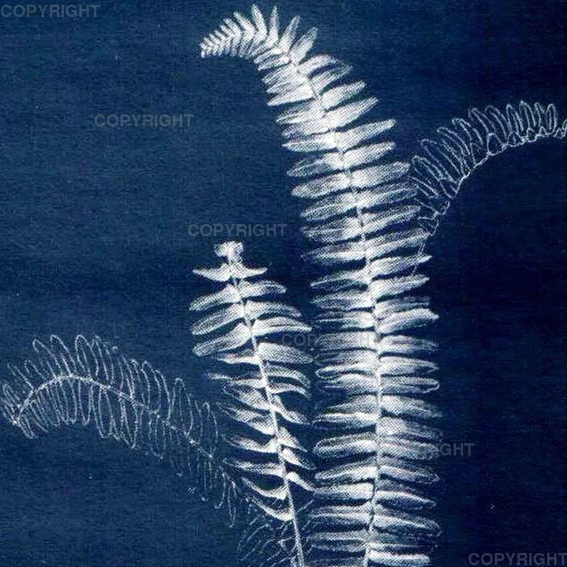 Nephrolepis