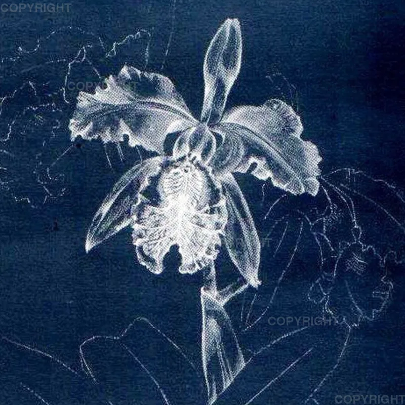 Cattleya