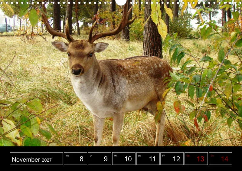 Animaux d'Europe