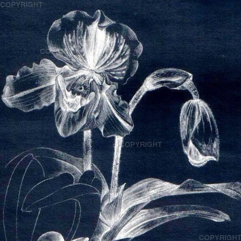 Paphiopedilum
