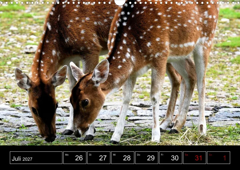 Animaux d'Europe