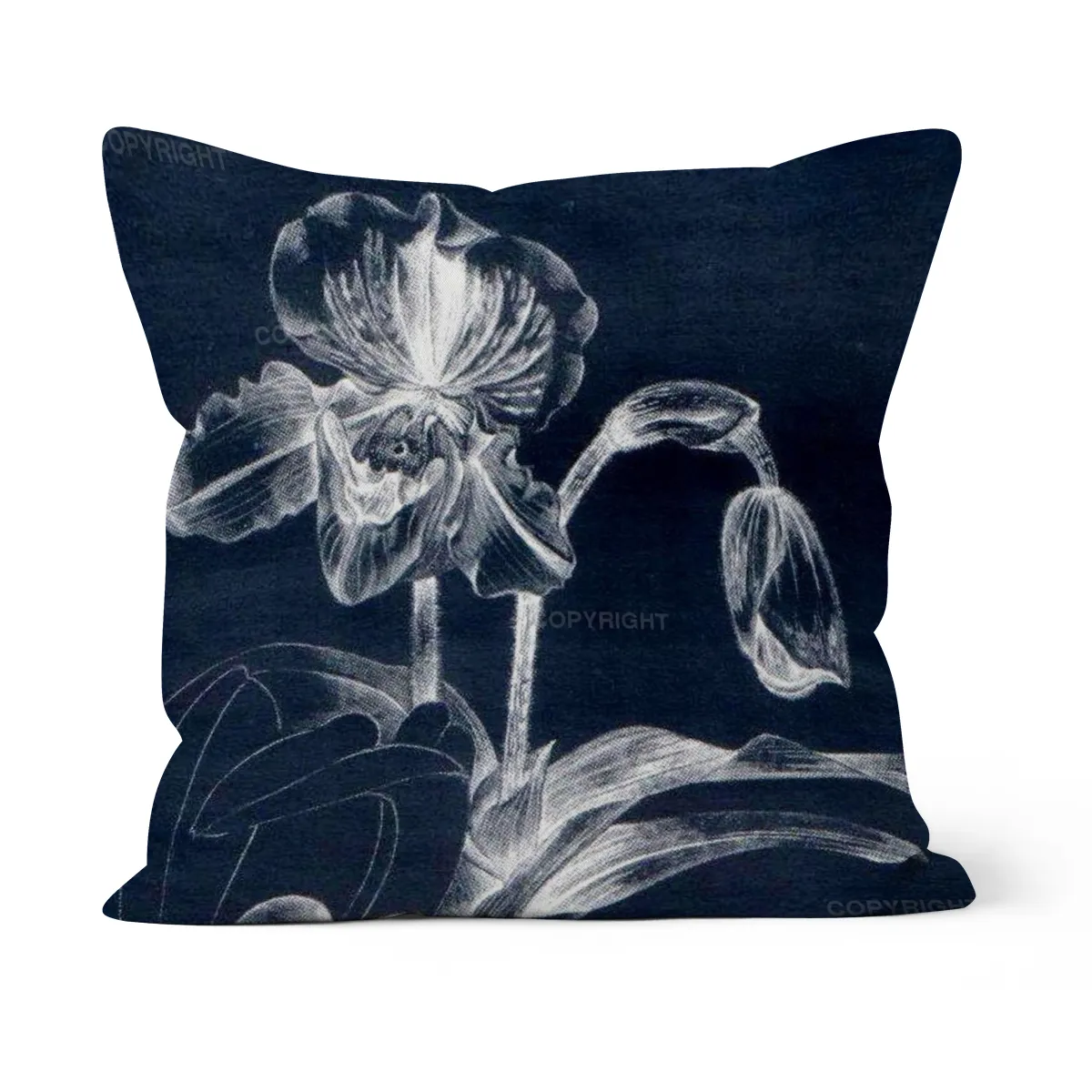 Paphiopedilum