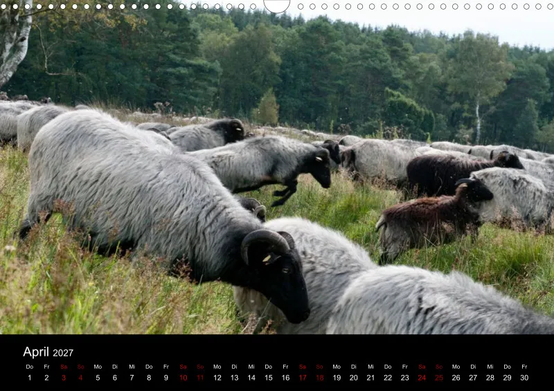 Die Lüneburger Heide