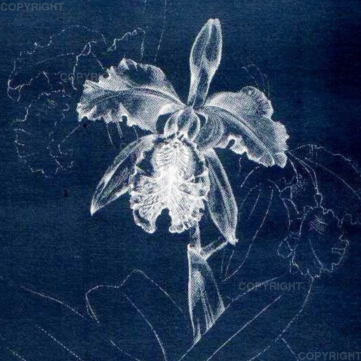 Cattleya