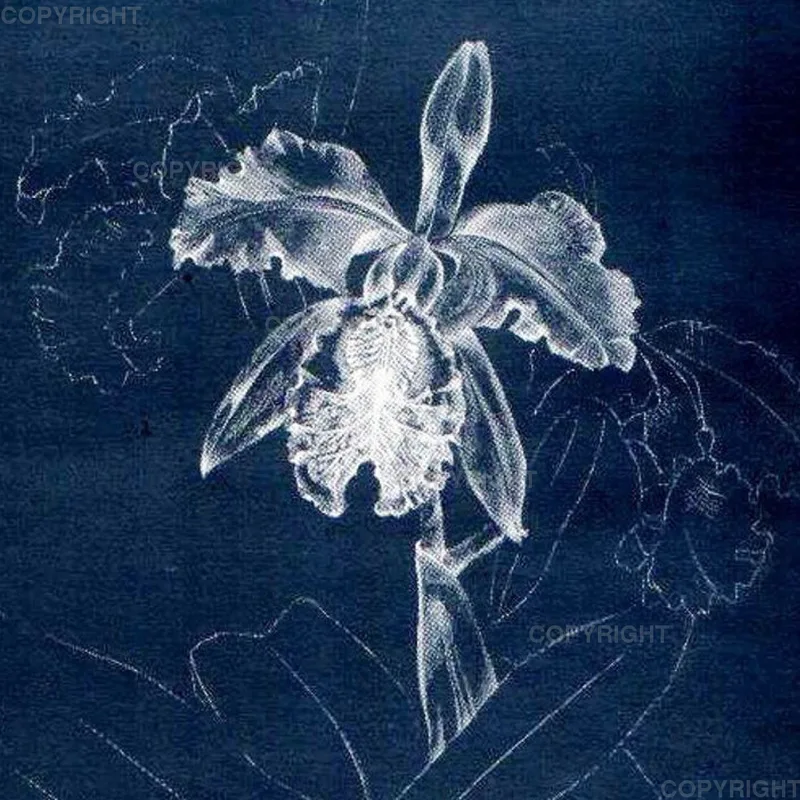 Cattleya