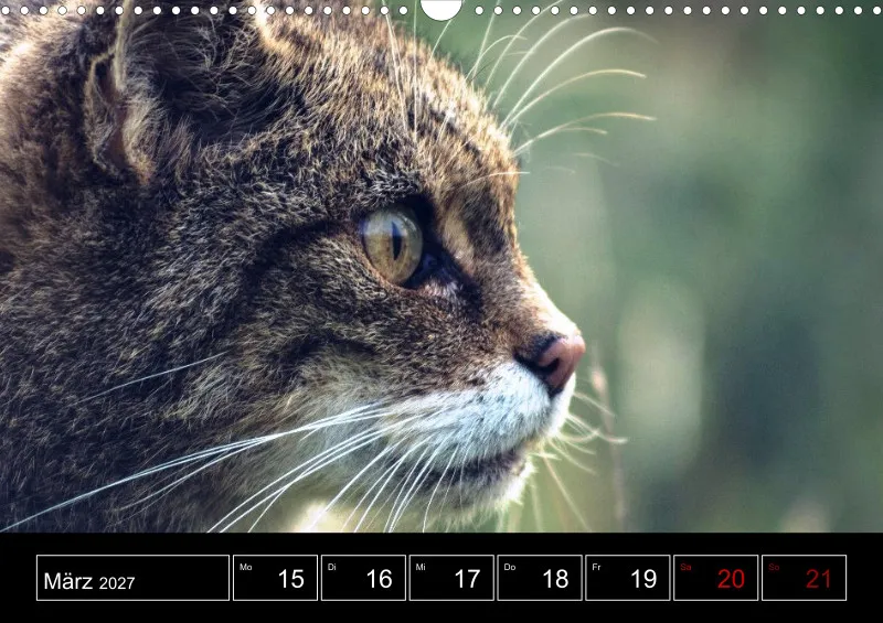 Animaux d'Europe