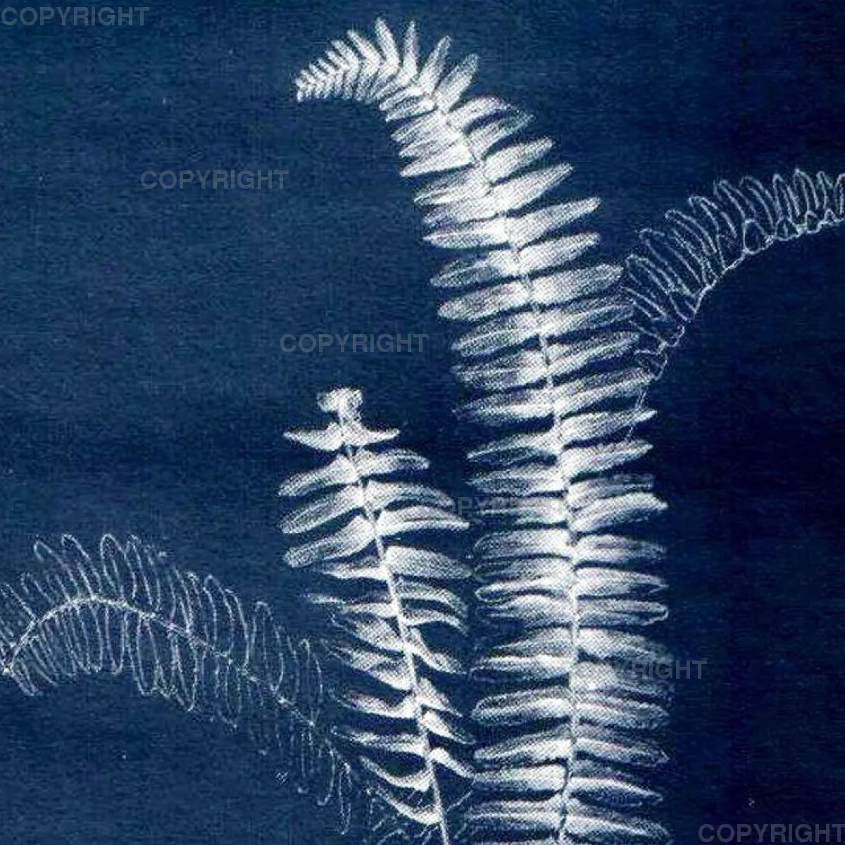 Nephrolepis