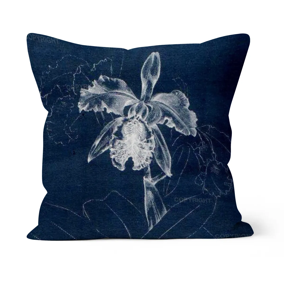 Cattleya