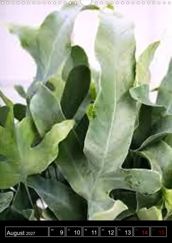 Farne - Die Schönen aus dem Schattenreich