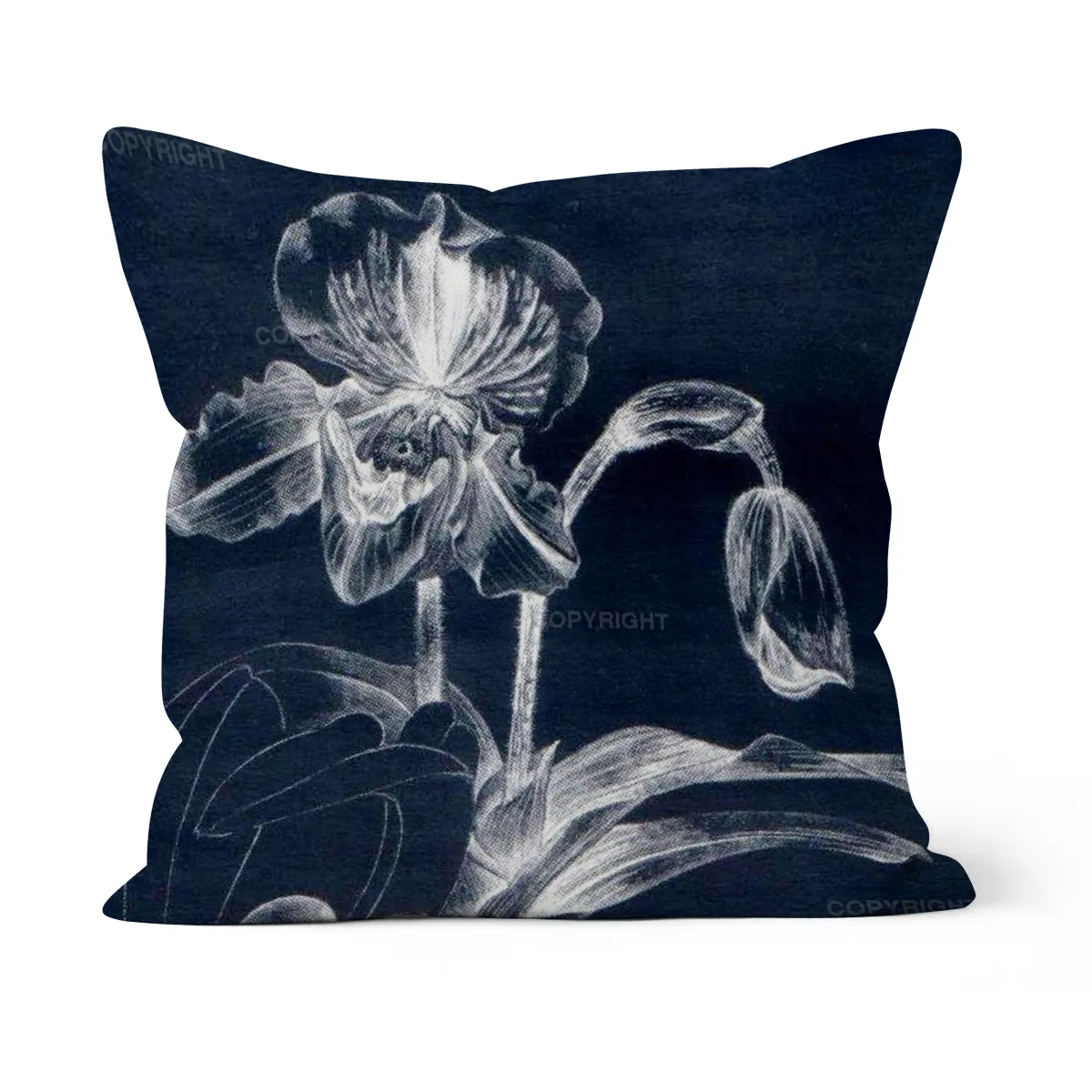 Paphiopedilum