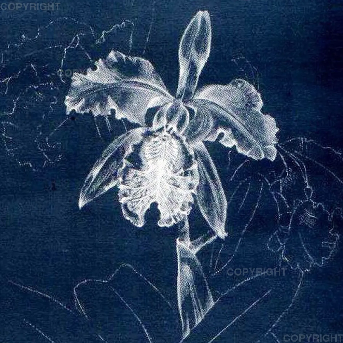 Cattleya