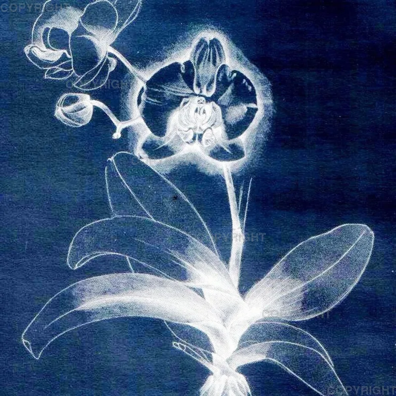 Phalaenopsis