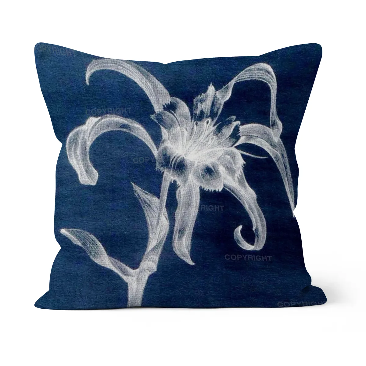 Strandlilie