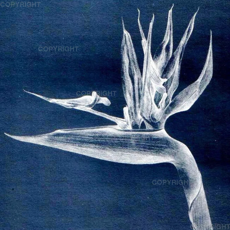 Strelitzia