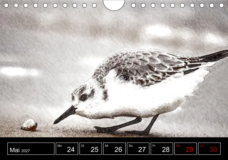 des oiseaux