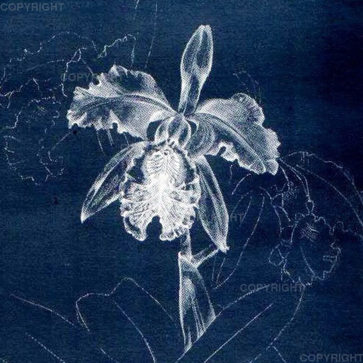 Cattleya