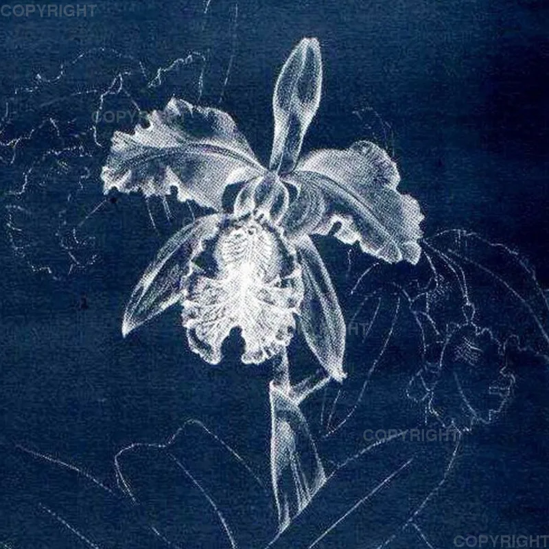 Cattleya