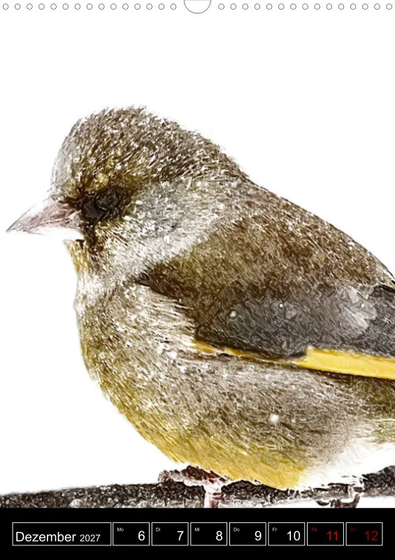 des oiseaux