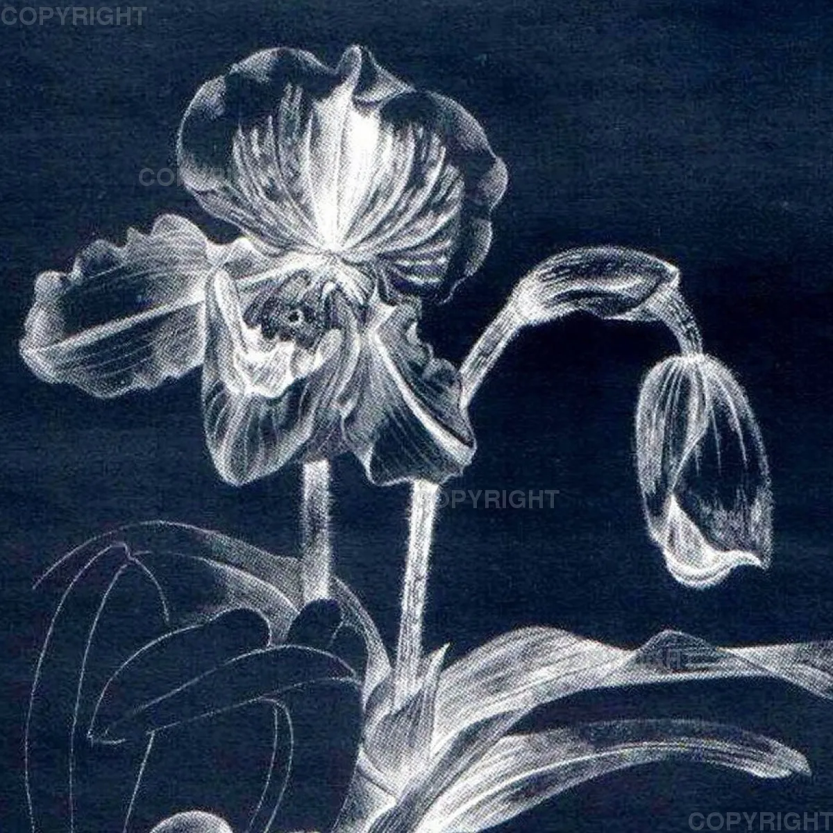 Paphiopedilum