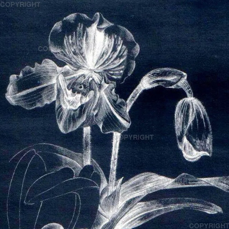 Paphiopedilum
