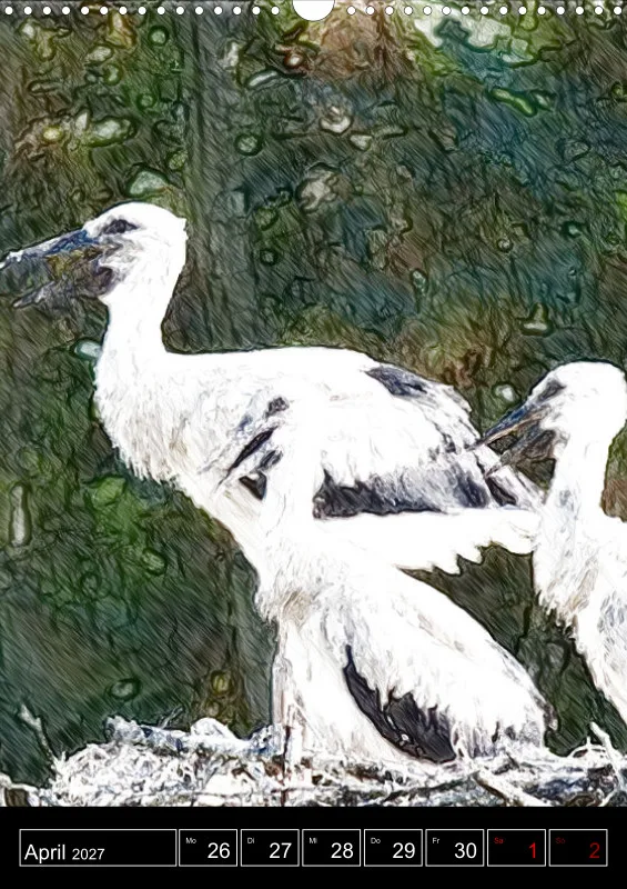 des oiseaux