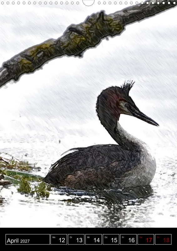 des oiseaux