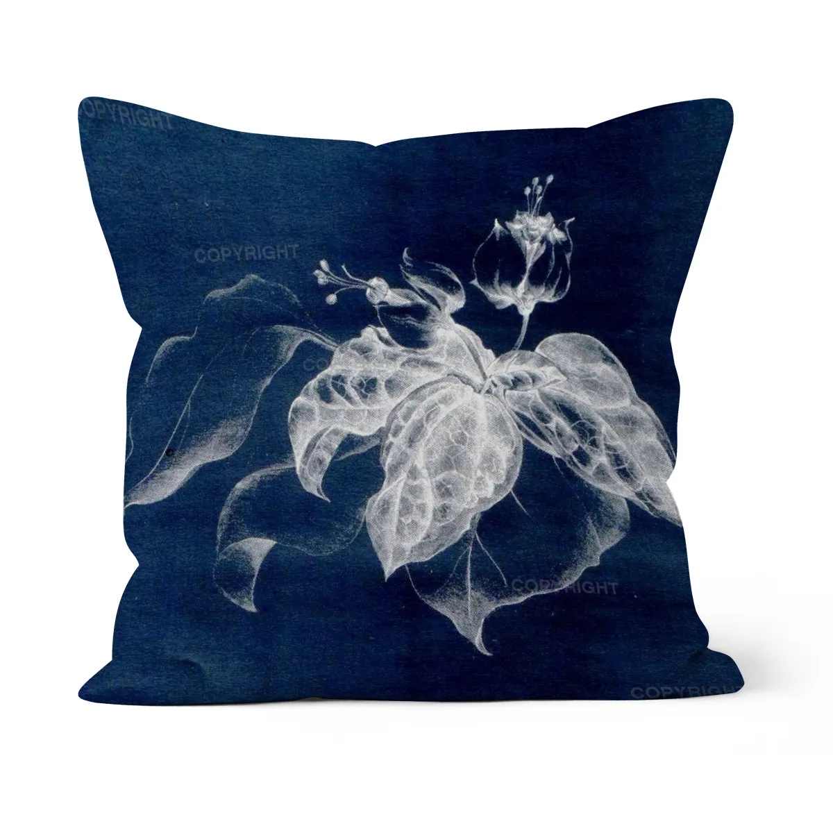 Clerodendron