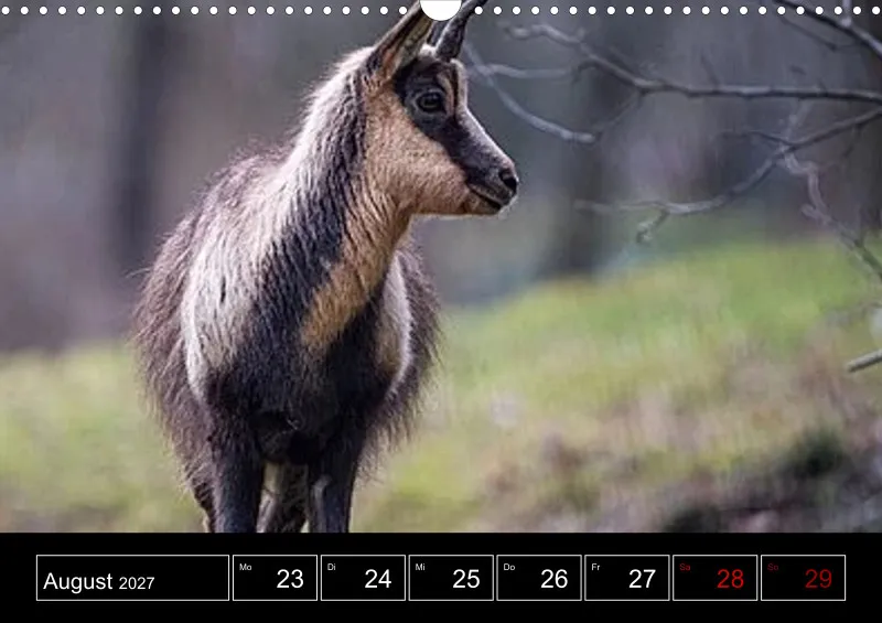 Animaux d'Europe