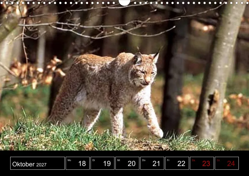 Animaux d'Europe