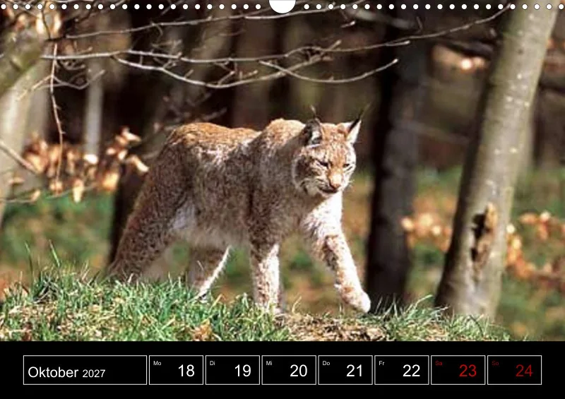 Animaux d'Europe