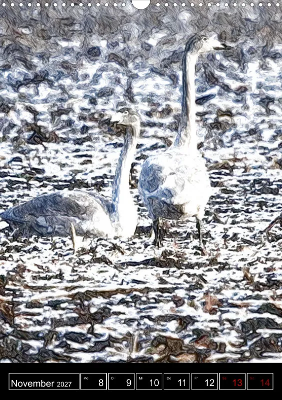 des oiseaux