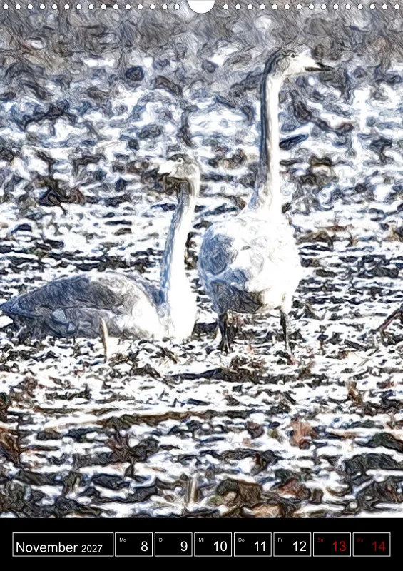 des oiseaux