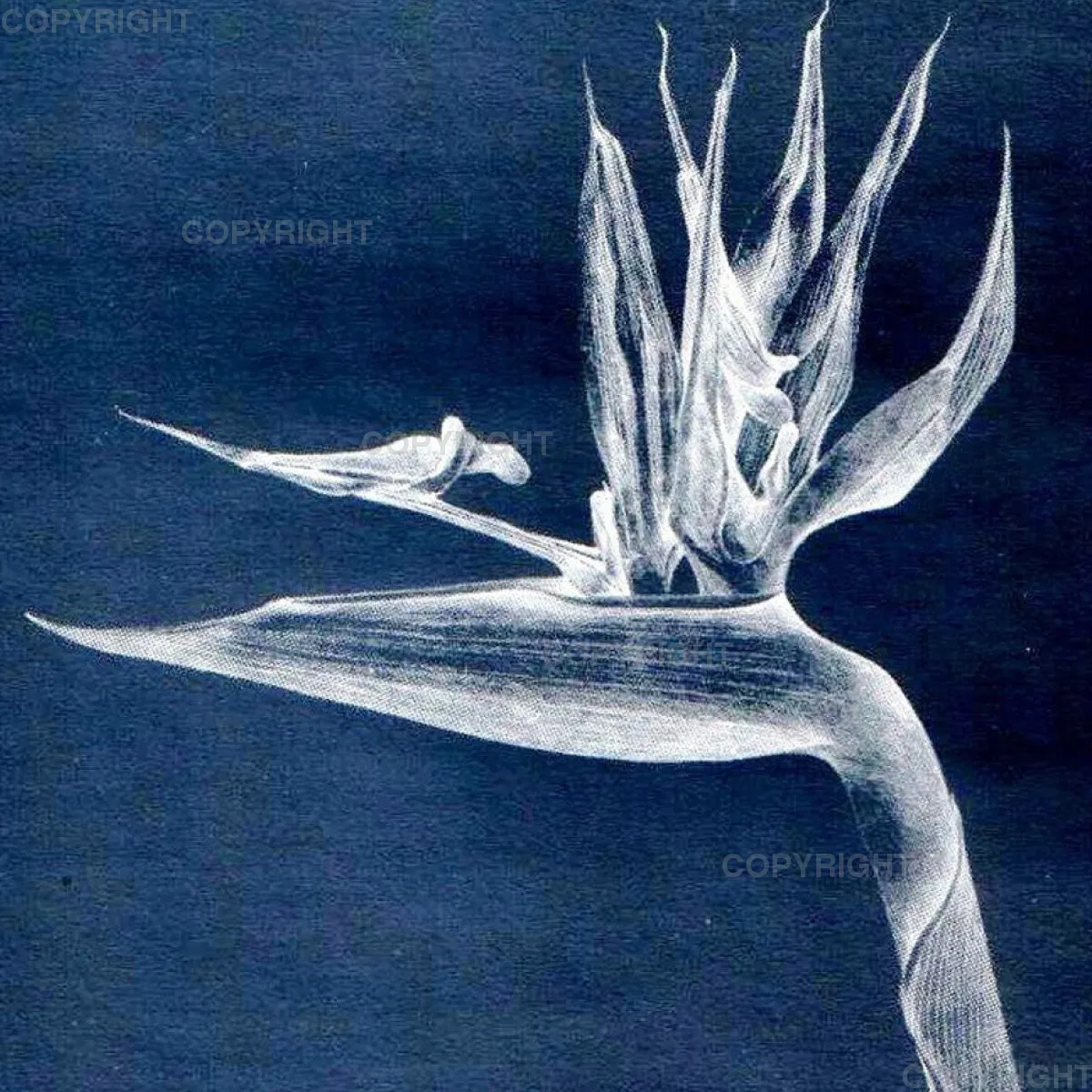Strelitzia