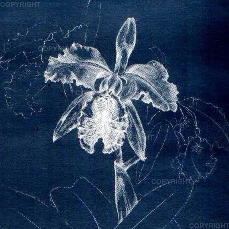 Cattleya