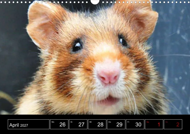 Animaux d'Europe