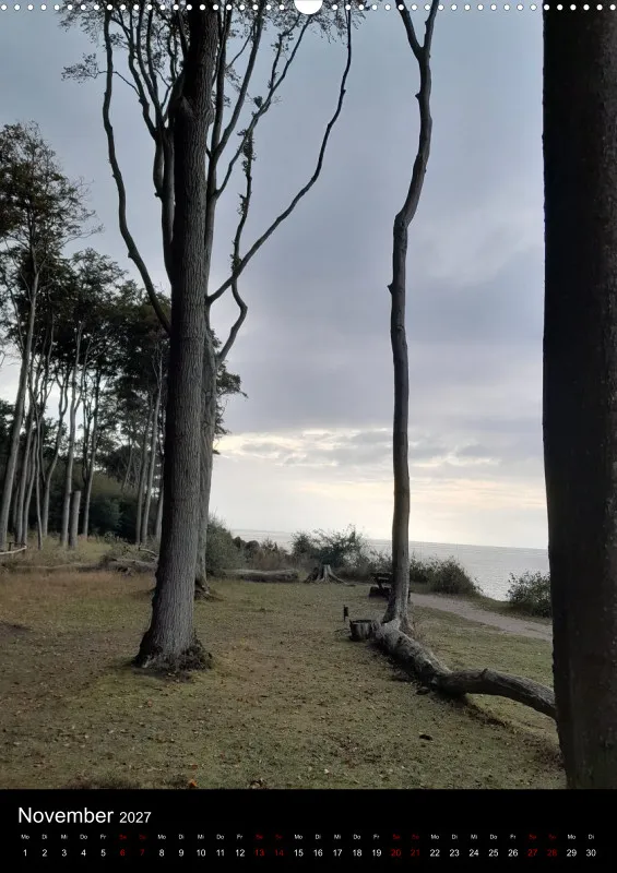 Nature Dreams