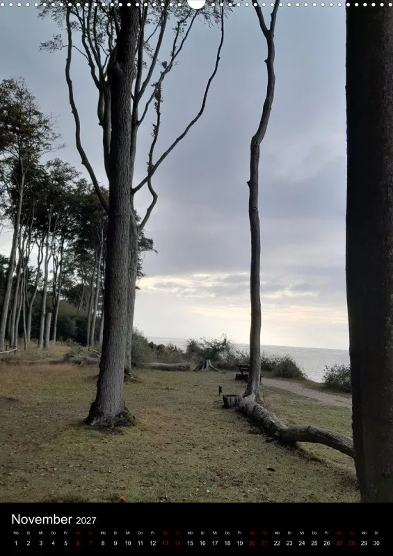Nature Dreams