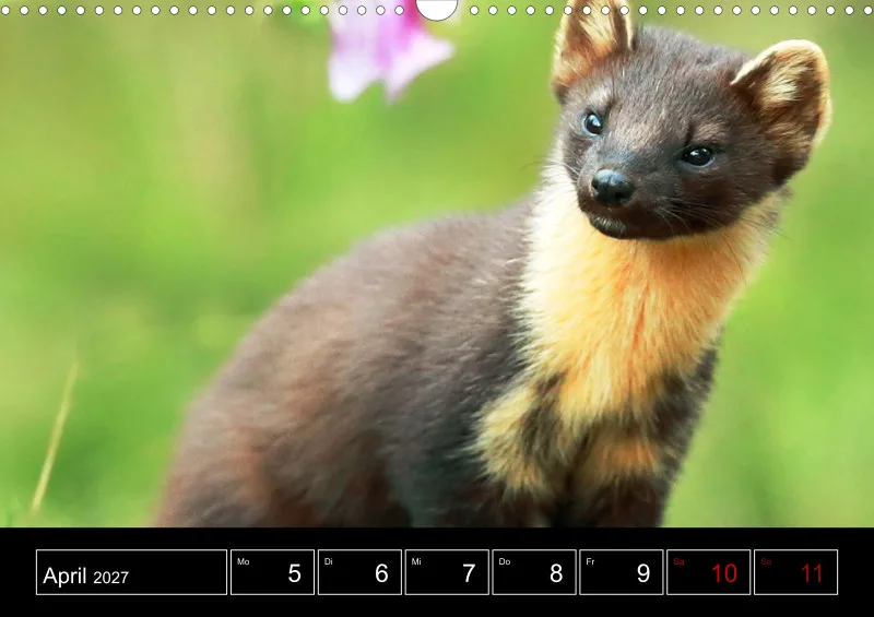 Animaux d'Europe