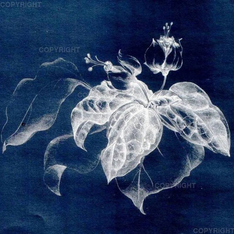 Clerodendron