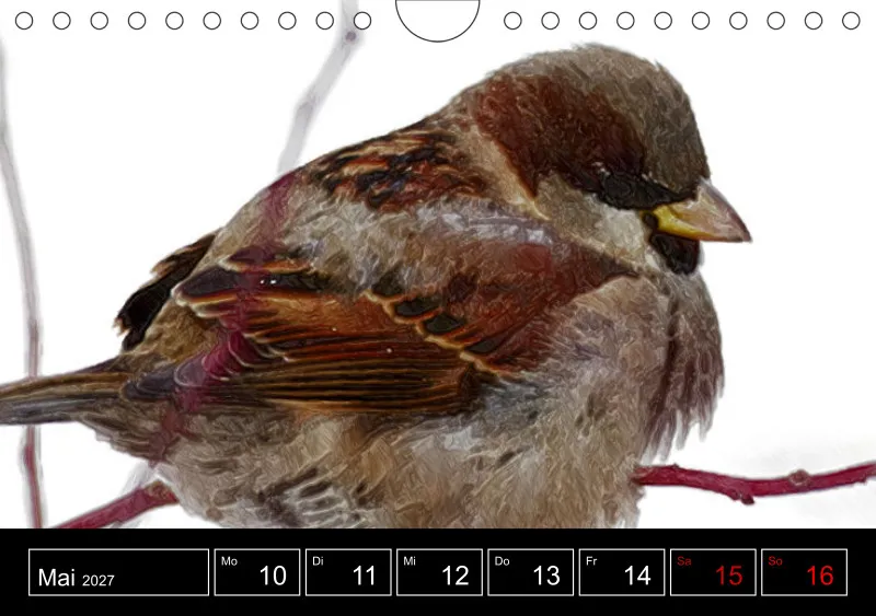 des oiseaux