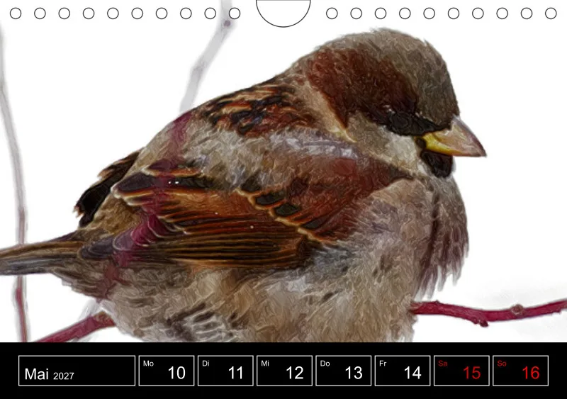 des oiseaux
