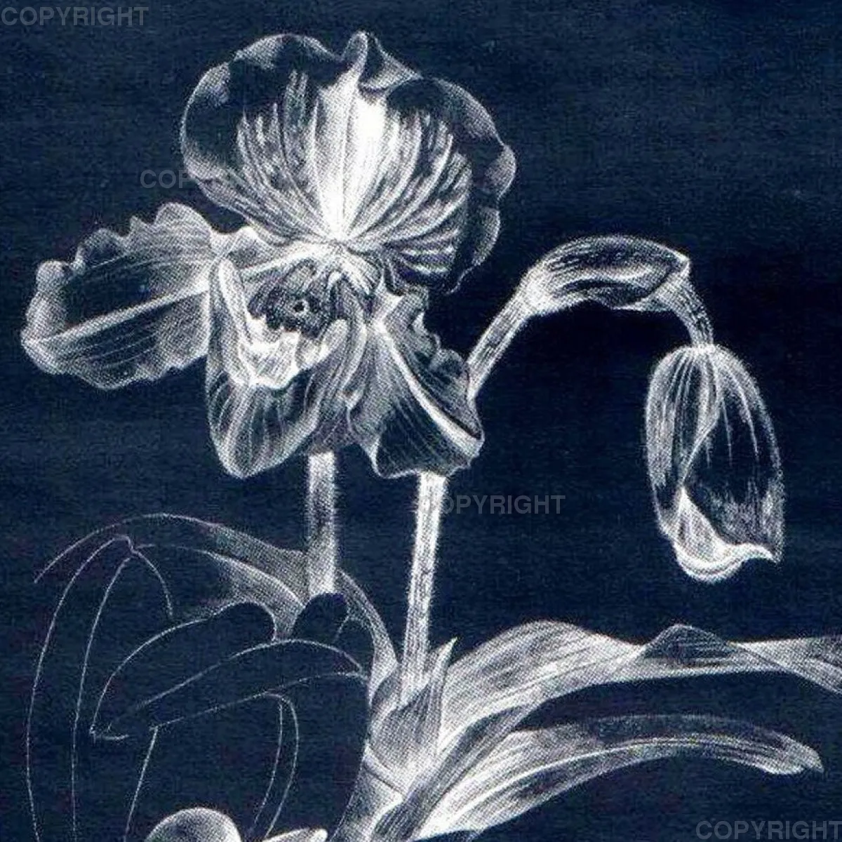 Paphiopedilum