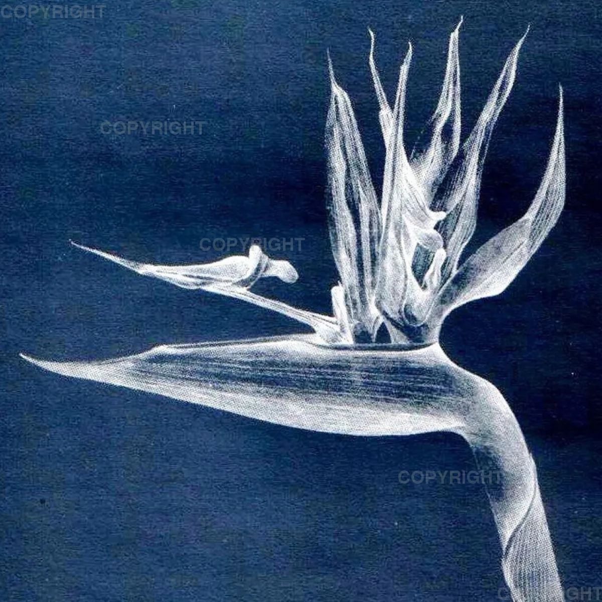 Strelitzia
