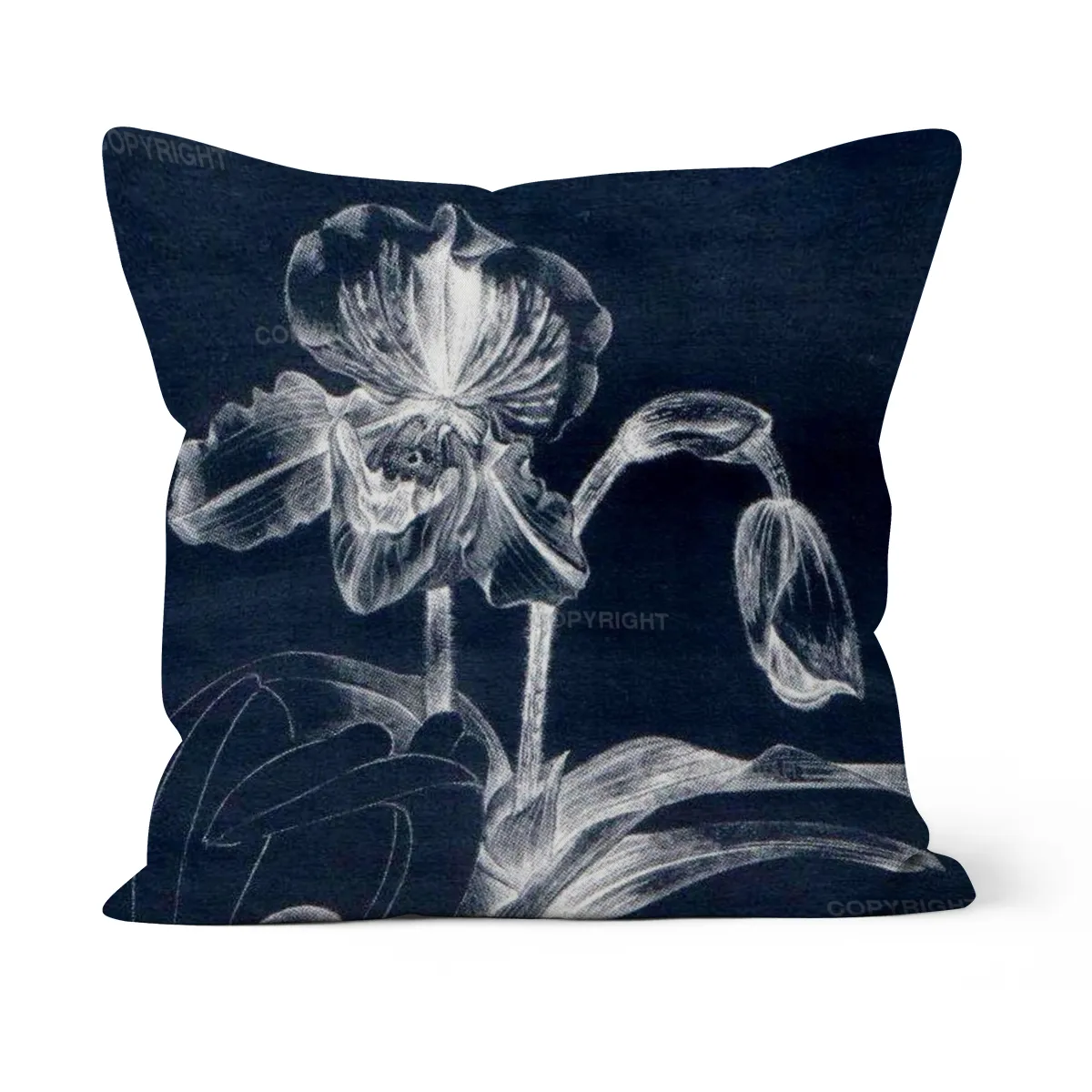Paphiopedilum