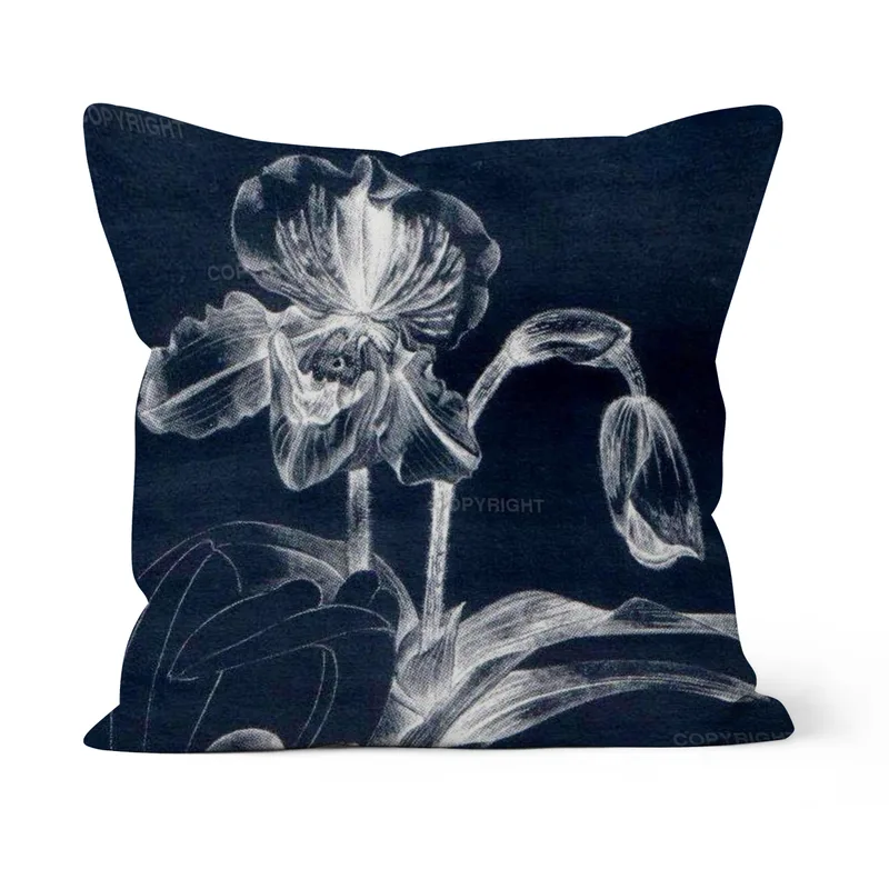 Paphiopedilum
