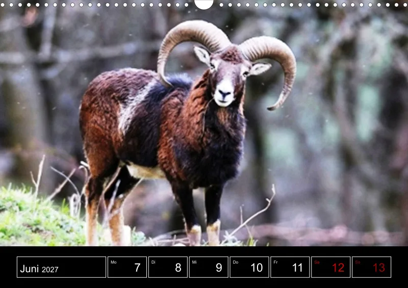 Animaux d'Europe
