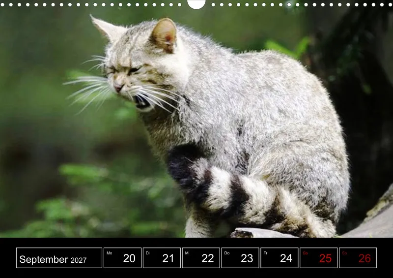 Animaux d'Europe
